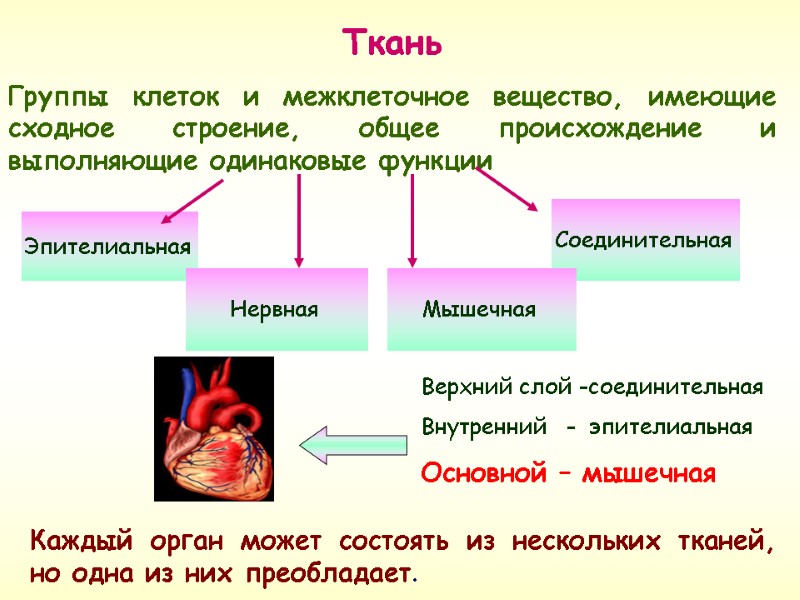 Ткань  Группы клеток и межклеточное вещество, имеющие сходное строение, общее происхождение и выполняющие